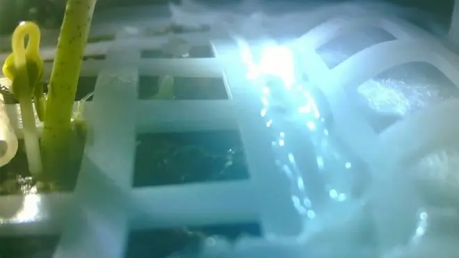 Esta es la primera vez que se cultivan plantas en la luna.