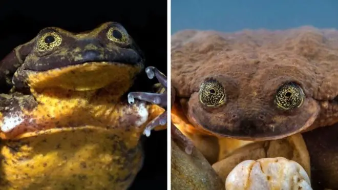 रोमियो र जुलियट