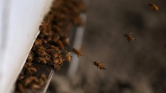 D'après le récit des faits, un essaim d'abeilles a aussitôt envahi le véhicule et forcé le suspect à prendre des voies menant directement à la police sur les regards stupéfaits de plusieurs témoins.