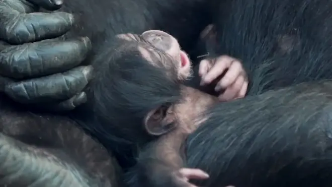Rare chimp baby