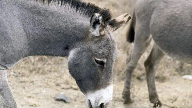 Gabaasichi akka agarsiisetti baayyinni harroota Keeniyaa keessa jiranii 900,000 hanag miliyoona 1.8 tti tilmaamamu