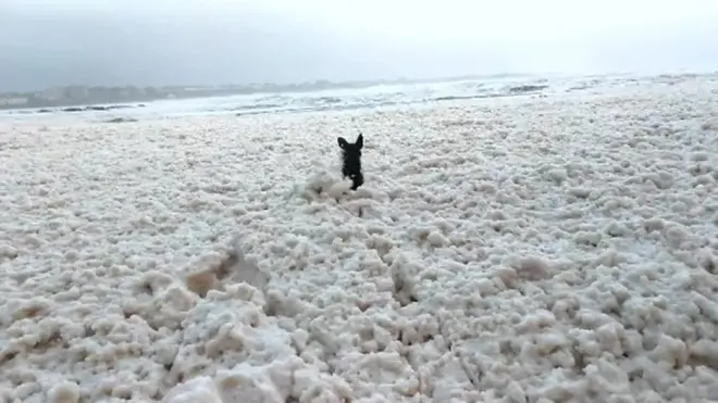 Собака в пене