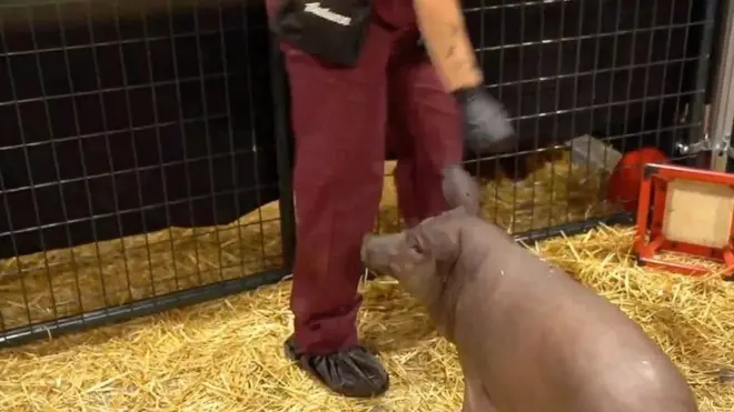 свинка гертруда