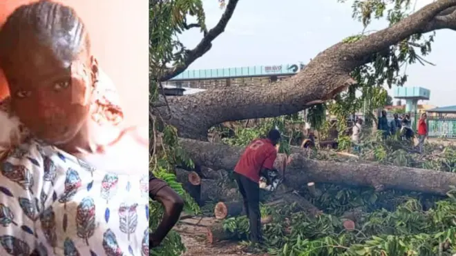 Fatimo to farapa nibi igi to wo lulẹ