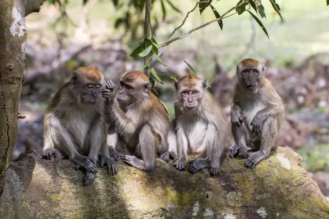 ลิงแสมที่อุทยานลิงศักดิ์สิทธิ์ เมืองอูบุด บนเกาะบาหลี