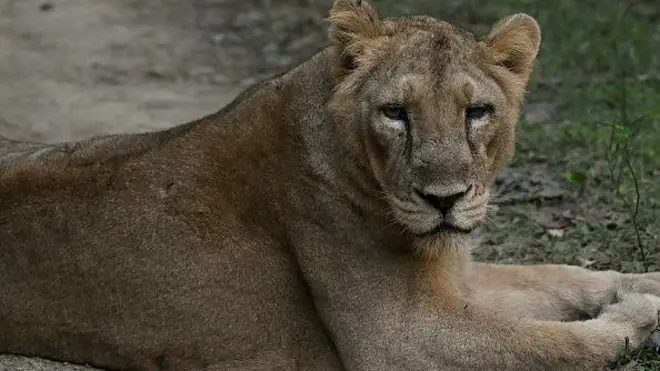 Lion