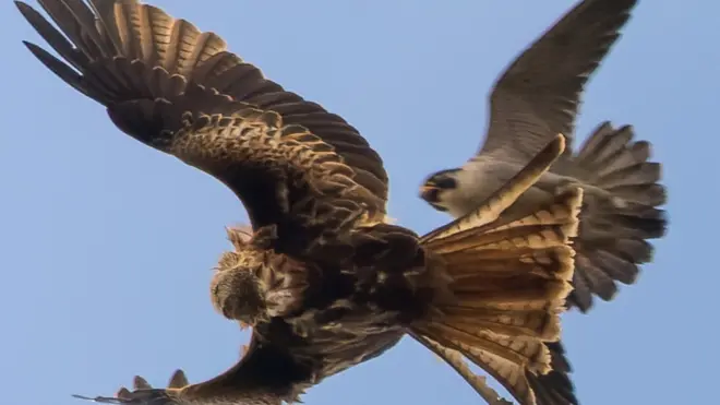 The female falcon (above) swooped down to see off the scavenging kite