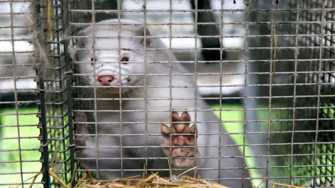 Sansargiller ailesinden bir gelincik türü olan vizonlar, genellikle kürkleri için yetiştiriliyor.