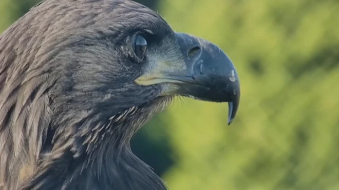 හමාස් ප්‍රහාරයෙන් මිය ගිය පුද්ගලයින්ගේ සිරුරු සෙවීමට රාජාලියෙකු ඊශ්‍රායලයට උදව් කළේ කොහොම ද?