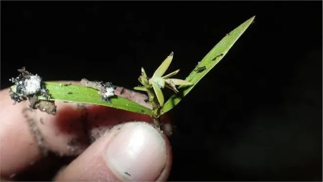 آگ بجھانے کے خصوصی مشن نے ان نایاب درختوں اور ان کے ننھے منے پودوں کو آگ کے شعلوں سے تباہ ہونے سے کو بچا لیا