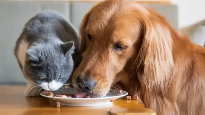 专家说养宠物的人碳足迹也更大。