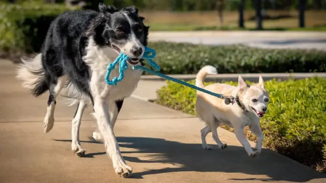 두 마리의 개가 산책을 하고 있다