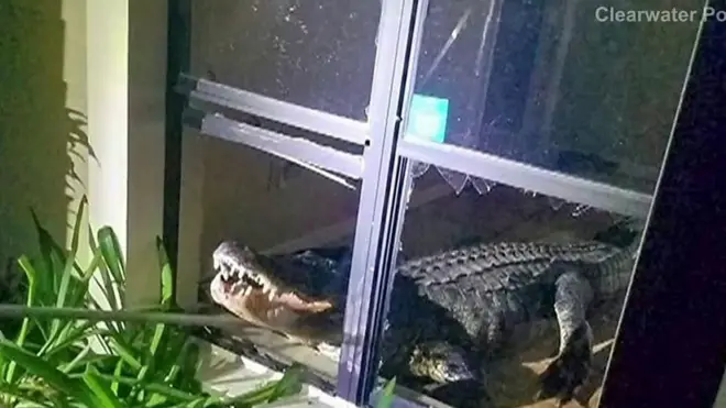 จระเข้โผล่หัวออกมานอกหน้าต่าง