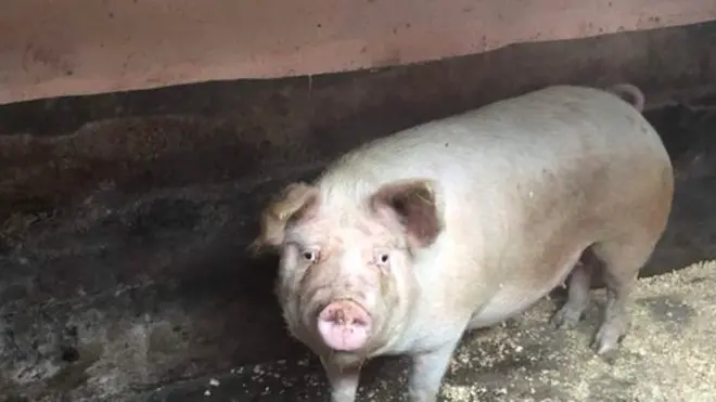 Aborora ingurube bazumvisha umuziki bavuga ko zororoka 'kurusha izitawumva'