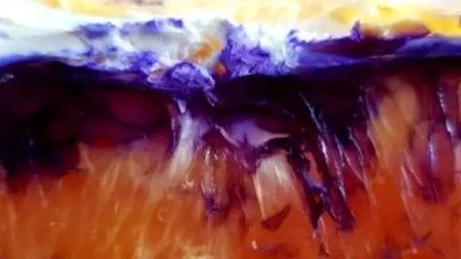 Фиолетовый апельсин