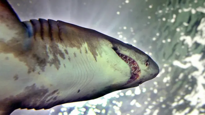 Тигровая акула четырех метров в длину преследовала британца, но не нападала на него