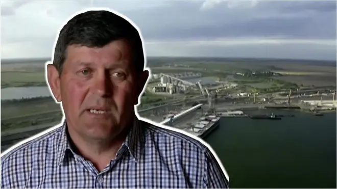 зерно, пшениця