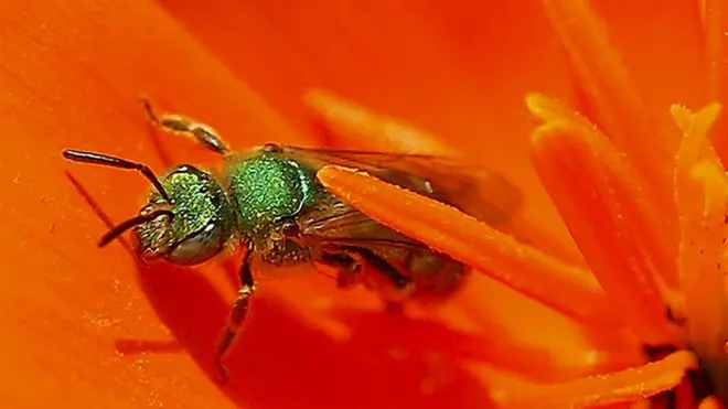 sweat bee