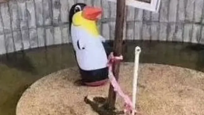 چین، پینگوئن، چڑیاگھر