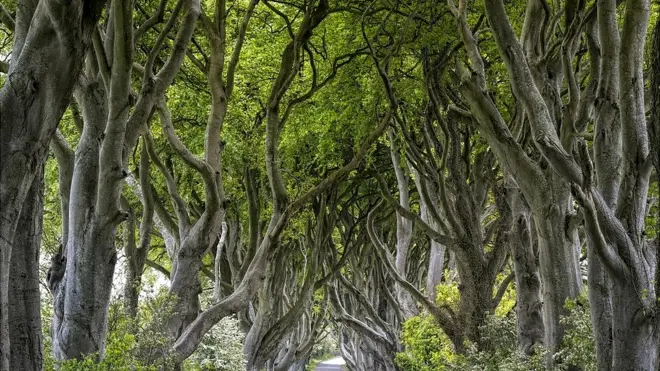 Grupo de árboles con hojas verdes en el camino