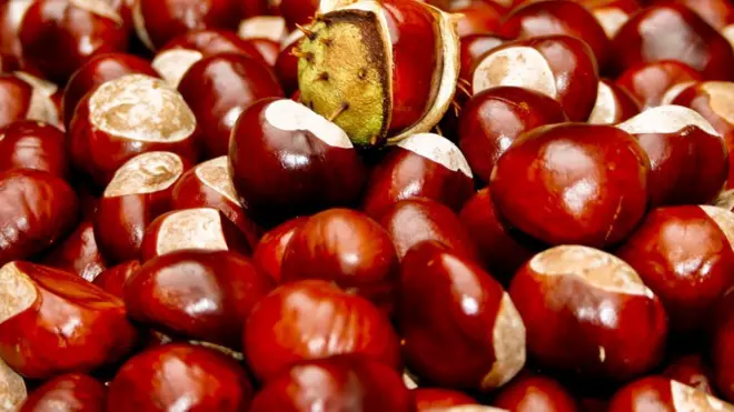 Las castañas eran para ayudar a propulsar los proyectiles... mejor no decírselo a los niños.