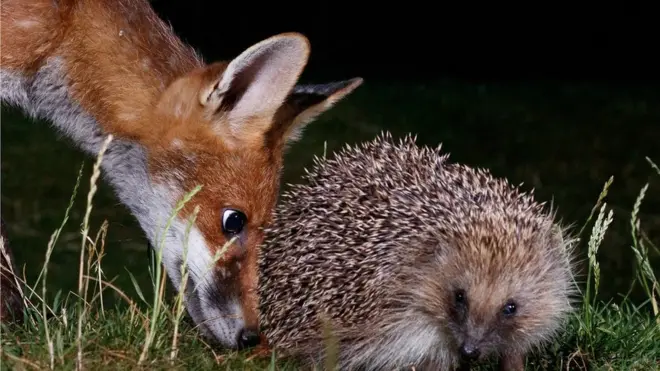 한 어린 여우가 고슴도치의 냄새를 맡고 있다