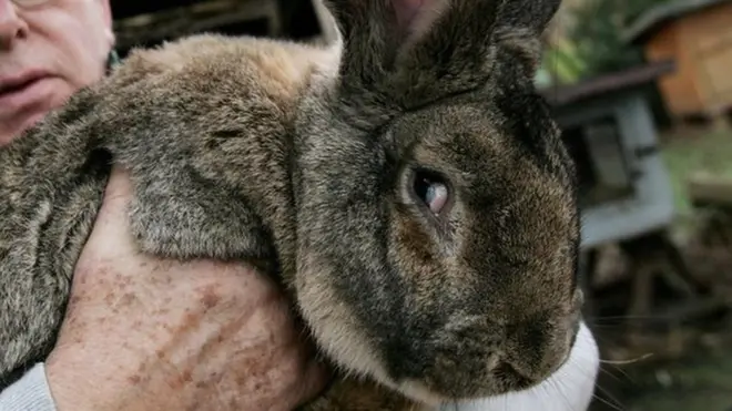 This is not Simon. But giant rabbits like this can be valuable