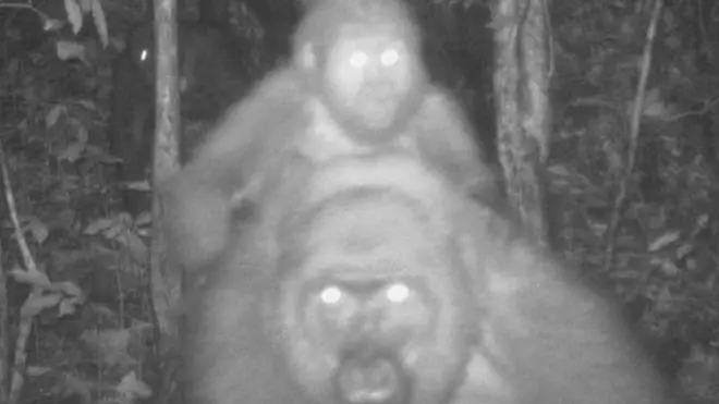 Cross River gorillas