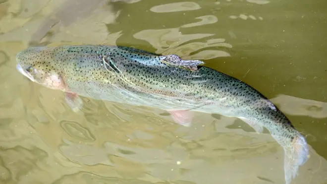 رین بو ٹراؤٹ اپنے ذائقے کے لیے لاجواب ہے