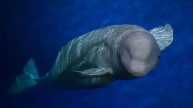 วาฬเบลูกามีวิวัฒนาการให้เพศเมียหมดประจำเดือนเมื่ออายุมาก เพื่อความอยู่รอดของฝูง