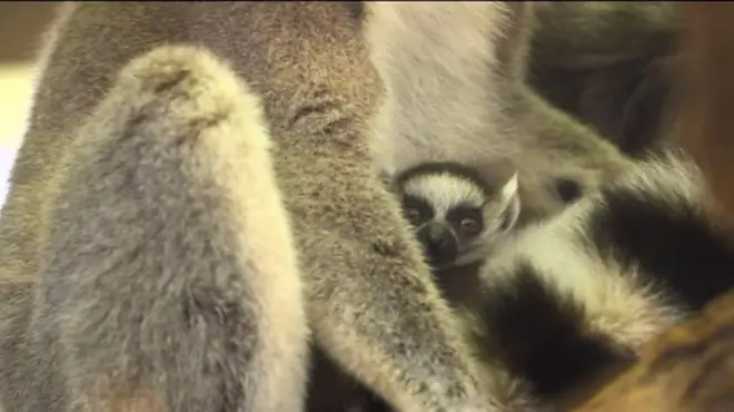 кільцехвості лемури