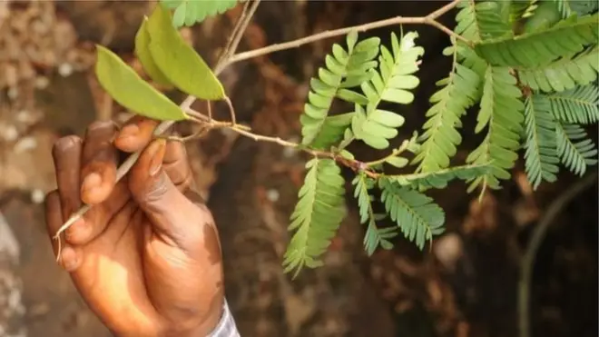 वर्षावन के पेड़