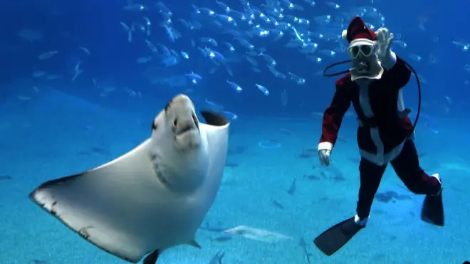 Пострадавшего от нападения ската дайвера доставили в больницу, но врачи не смогли ему помочь