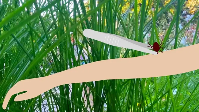 Илустрација крпељ на руци