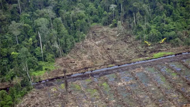 Penebangan pohon di lahan gambut dilakukan di wilayah Kerumutan, Provinsi Riau, beberapa tahun silam. Pemetaan gambut dengan skala rinci harus dilakukan.
