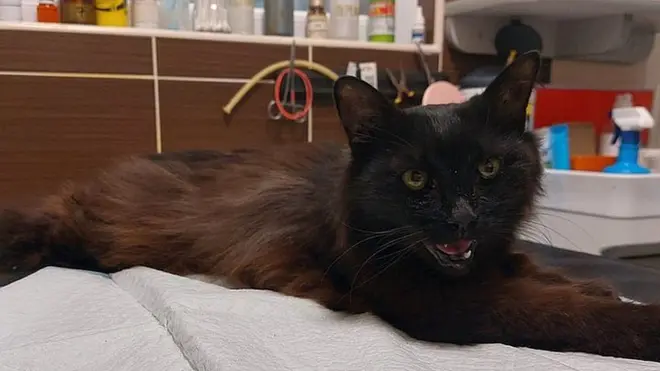 кіт Черчилль