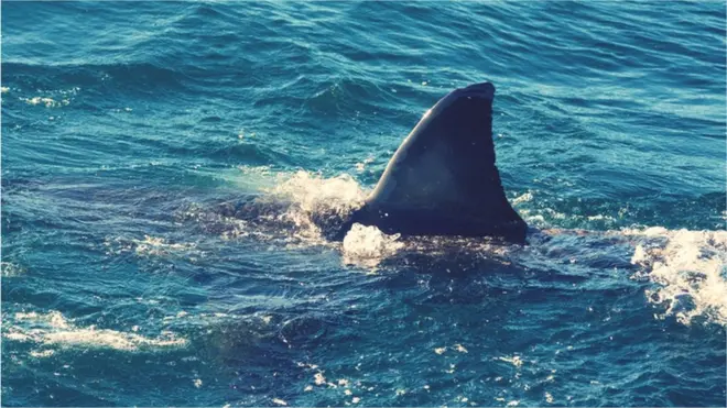 Shark fin