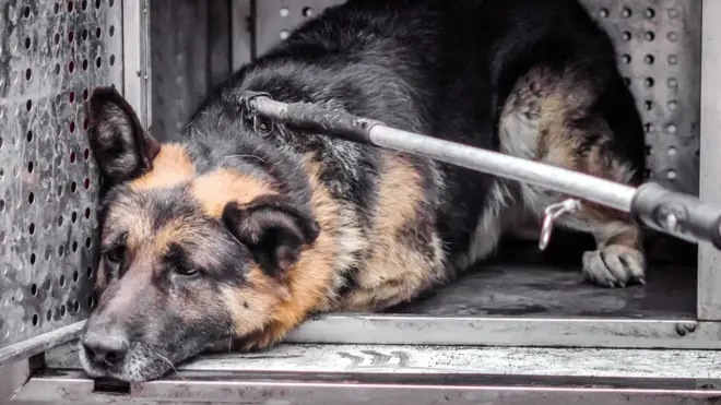 Загалом у Маріуполі за два роки приспали дві тисячі собак. Діку (на фото) пощастило: собака все життя прожив на металургійному заводі, його виловили і хотіли приспати, але один з металургів забрав його додому