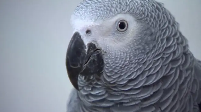 لماذا يلجئ الفلسطيني الى تهريب الطيور؟