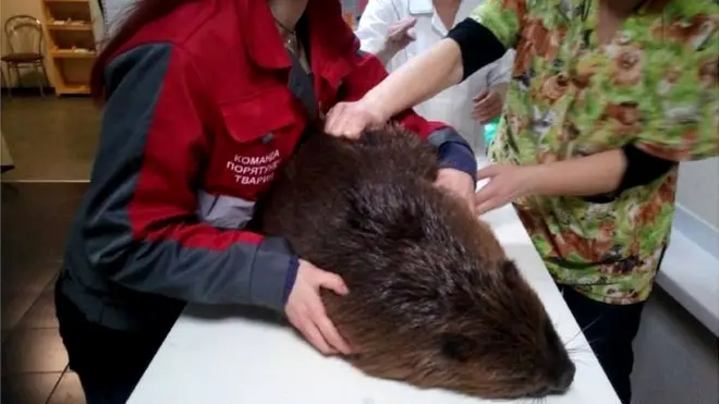 Рятувальники і бобер