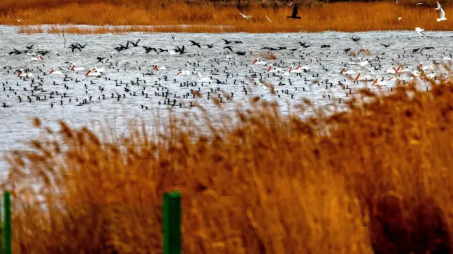 ptice iznad jezera, dojransko jezero