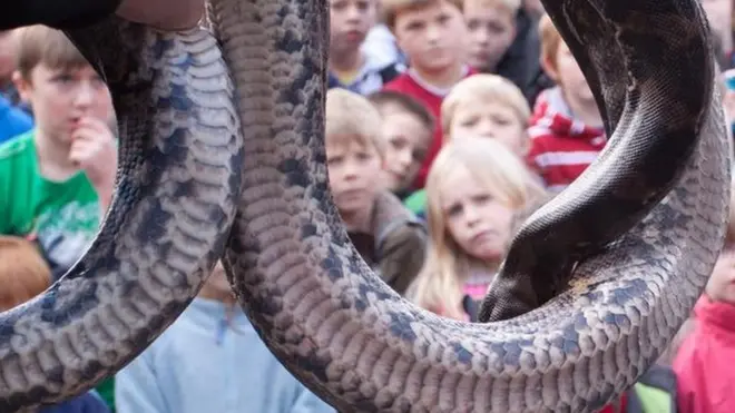 ماشومان د لوی نیول شوي مار ترڅنګ