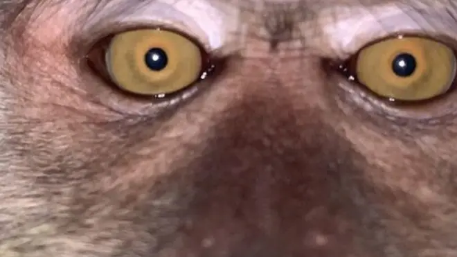 Suuraa viidiyoo qamaleen of waraabde jedhamteerraa kaafame