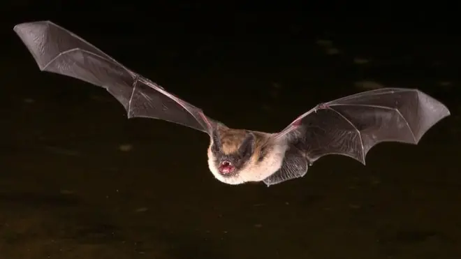 Creen que los murciélagos se meten por los agujeros del techos de las casas y muerden a la gente cuando duerme.