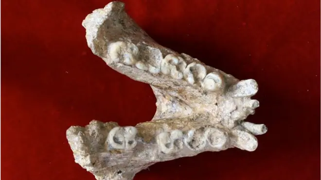 2-million-year-old giant ape