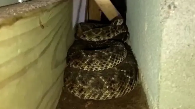 اذا كنت ترهب الثعابين فلا تشاهد هذا الفيديو
