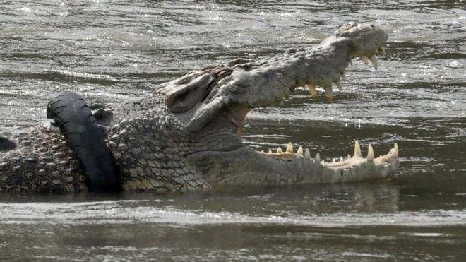 крокодил с шиной на шее