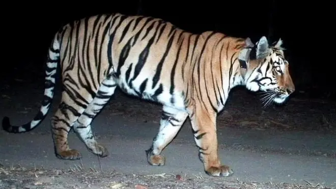 Tiger walking
