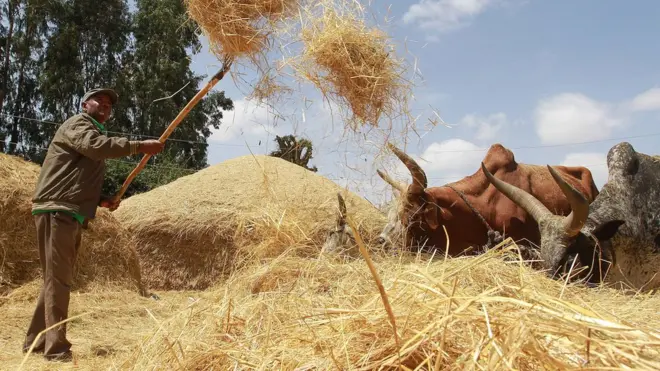 የጤፍ ምርቱን ማሳ ላይ እየለየ ያለ ገበሬ