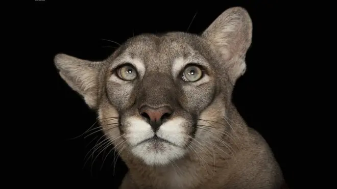Los pumas son una de las especies vulnerables que Sartore ha retratado como parte del proyecto National Geographic Photo Ark. Este puma vive en el Parque Zoológico Lowry de Tampa, Florida.